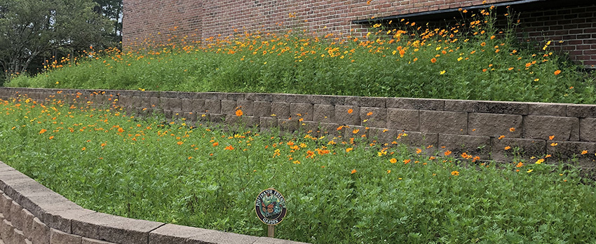 The wildflower "pollinator"  area on the south side of the Education & Outreach Building.